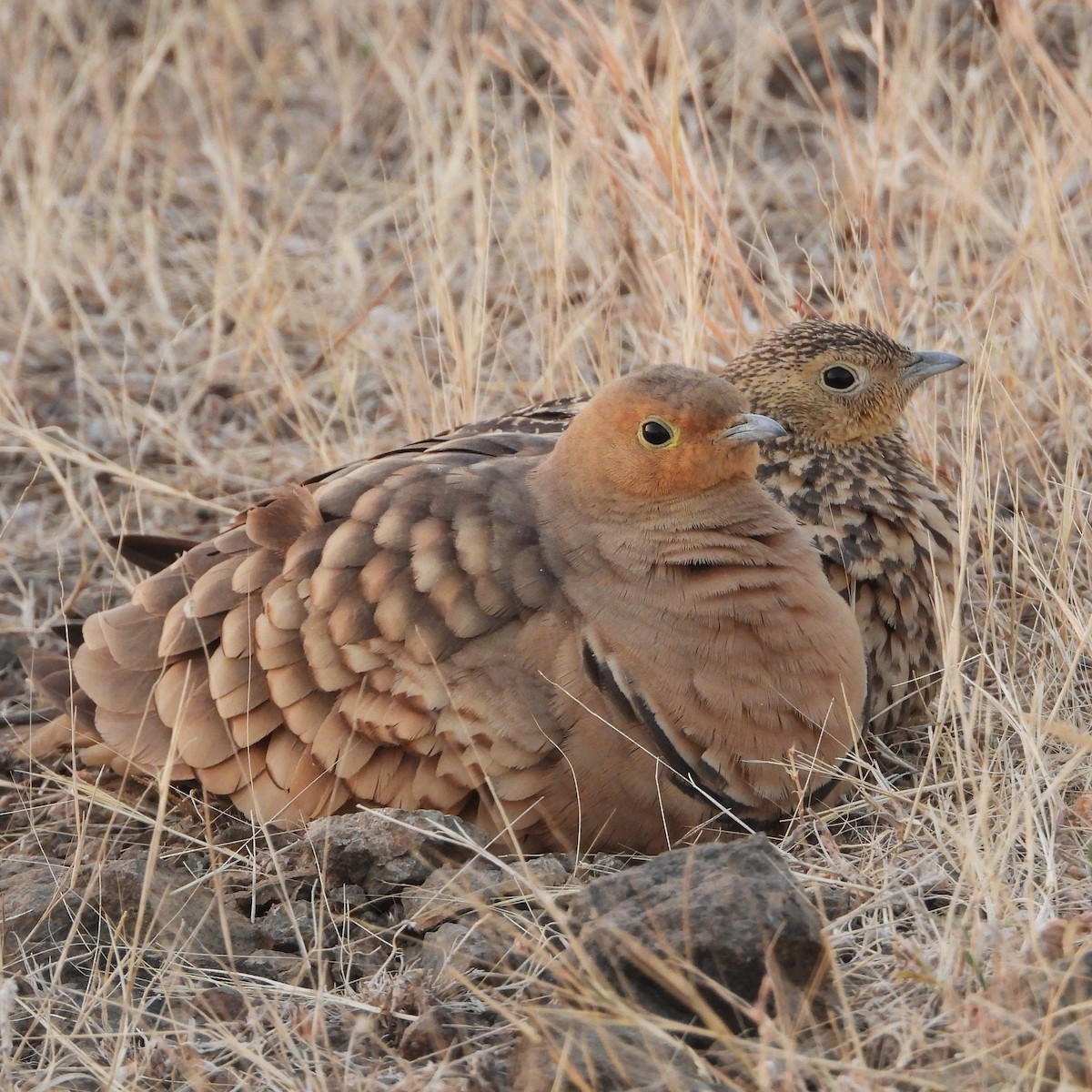 Braunbauch-Flughuhn - ML647303765