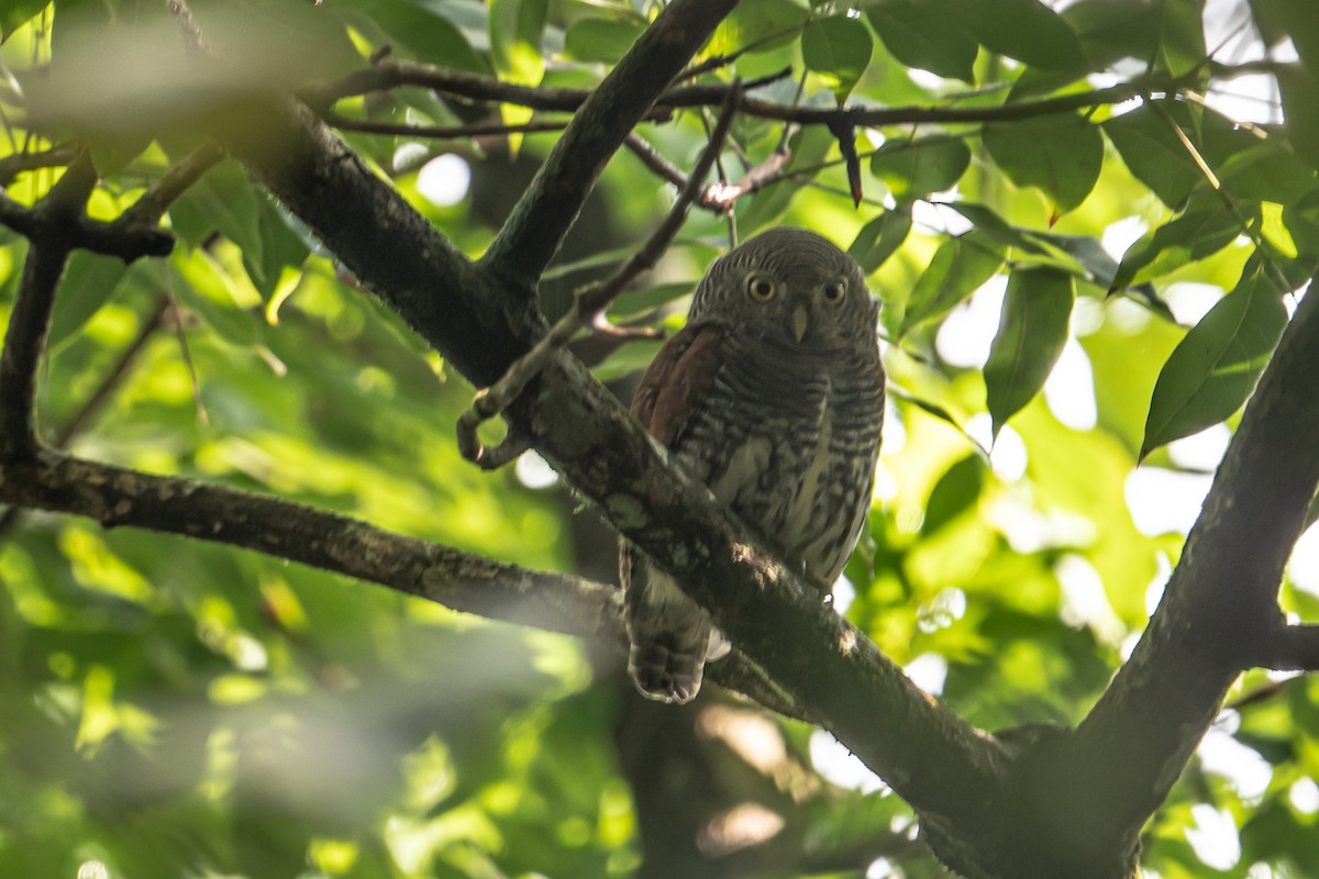 Kastanienmantel-Zwergkauz - ML647303771