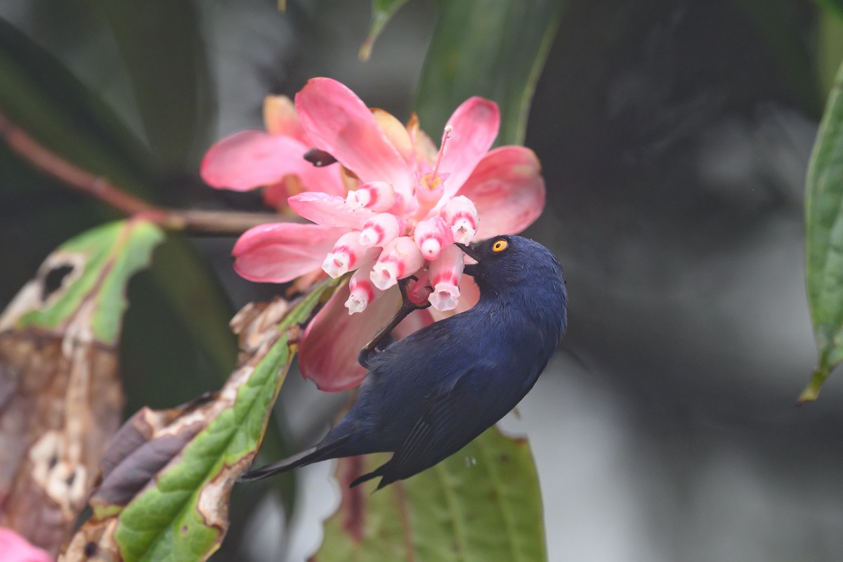 Ultramarin-Hakenschnabel - ML647303772