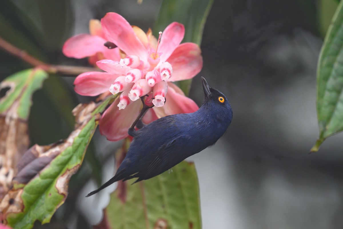 Ultramarin-Hakenschnabel - ML647303773