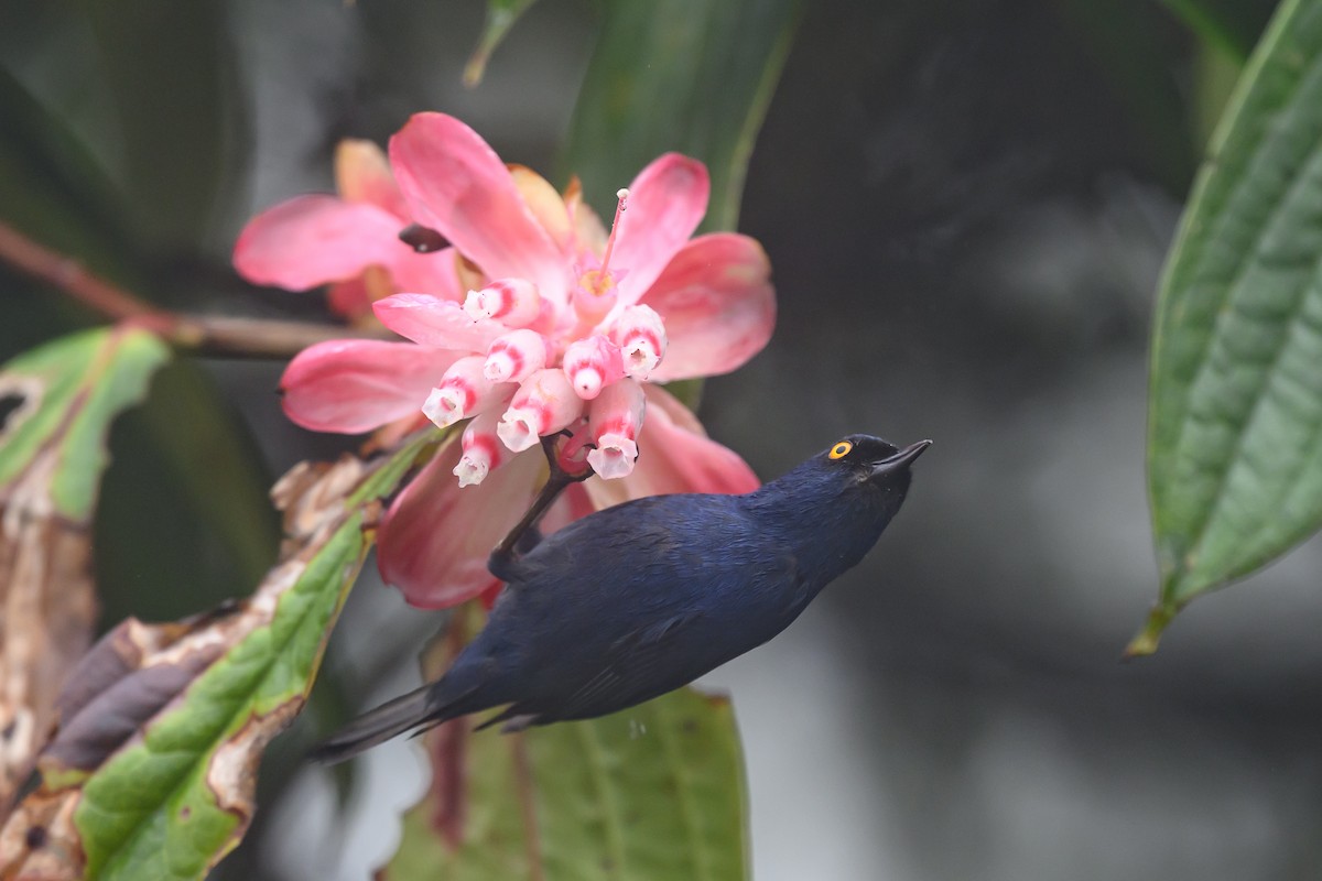 Ultramarin-Hakenschnabel - ML647303774