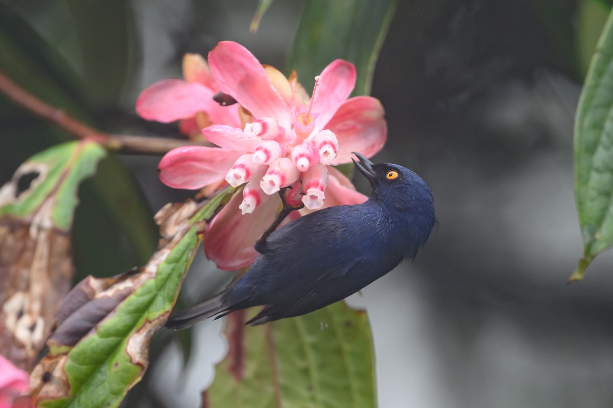 Ultramarin-Hakenschnabel - ML647303775