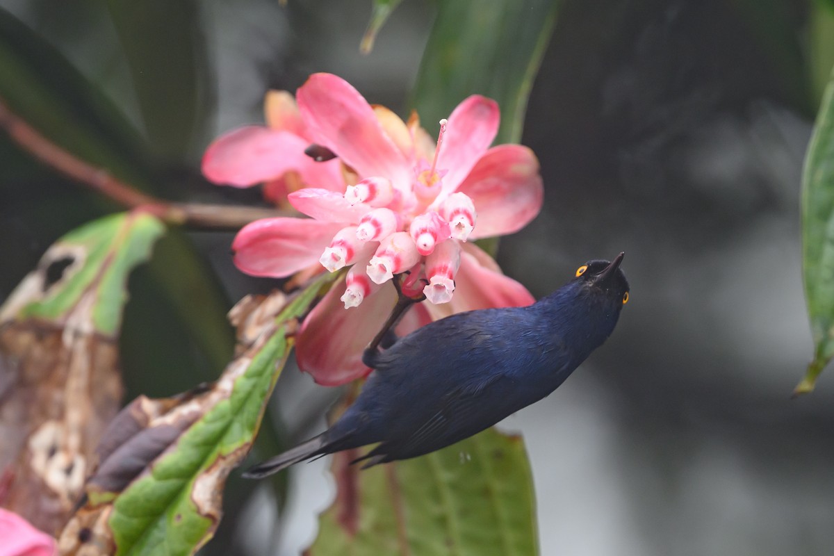 Ultramarin-Hakenschnabel - ML647303776