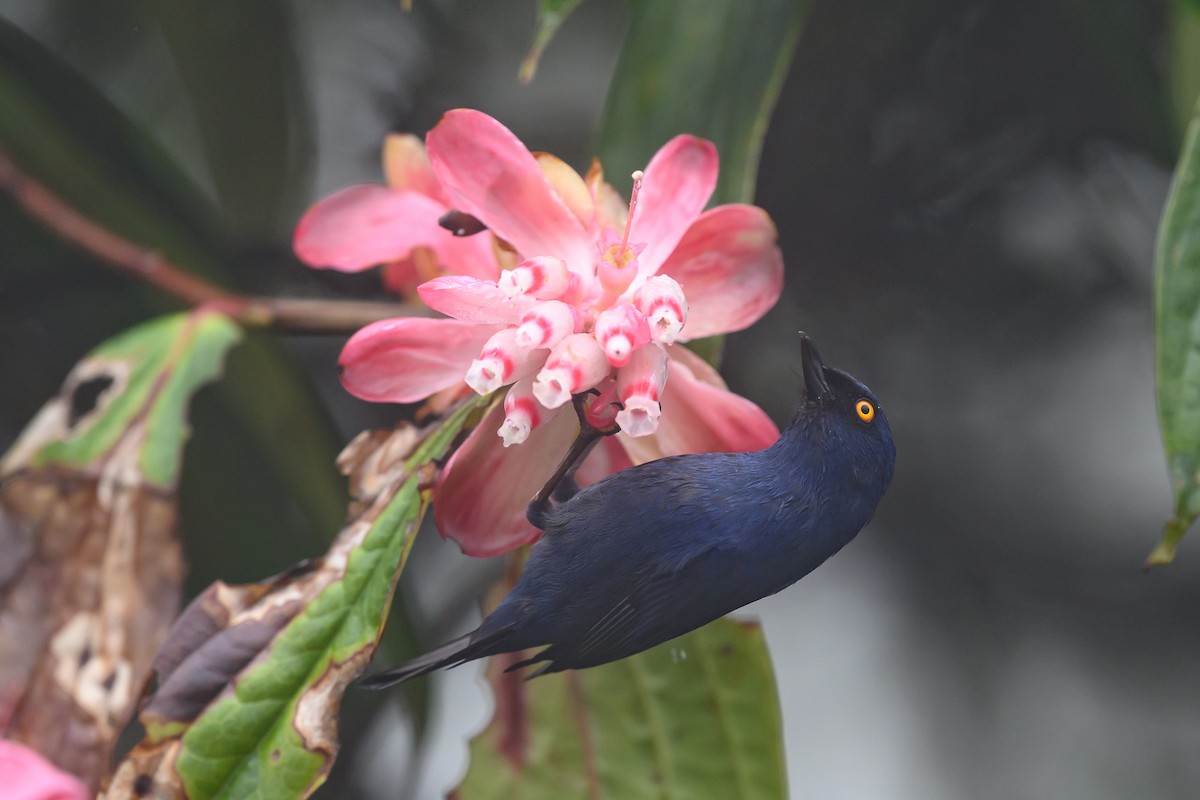 Ultramarin-Hakenschnabel - ML647303777