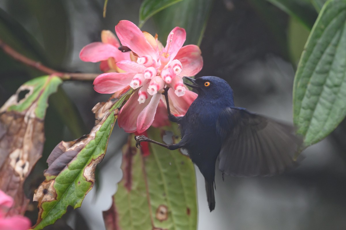 Ultramarin-Hakenschnabel - ML647303778