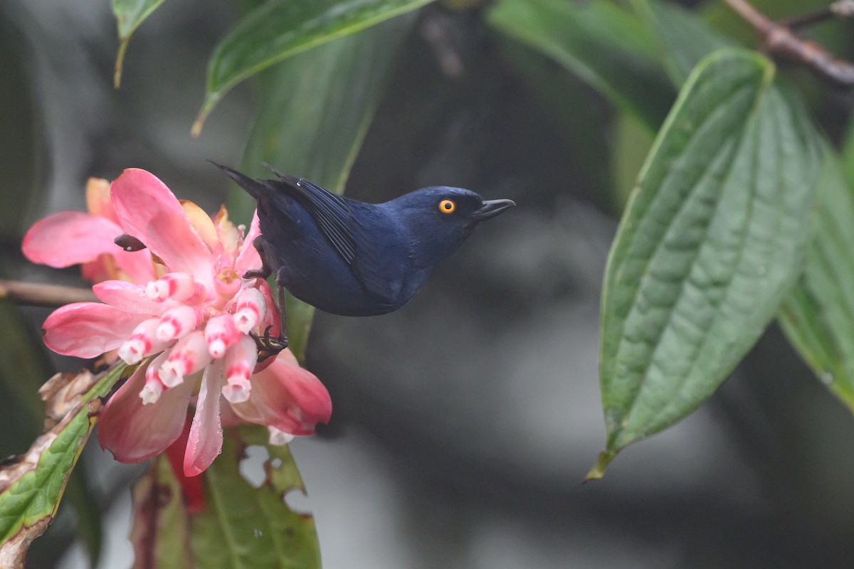 Ultramarin-Hakenschnabel - ML647303779