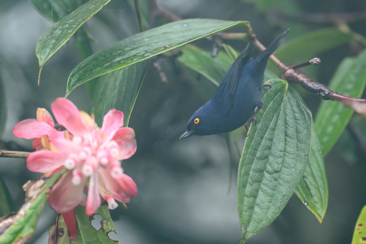 Ultramarin-Hakenschnabel - ML647303780