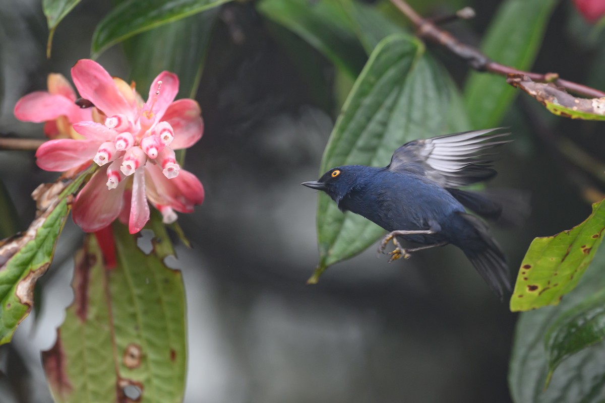 Ultramarin-Hakenschnabel - ML647303781