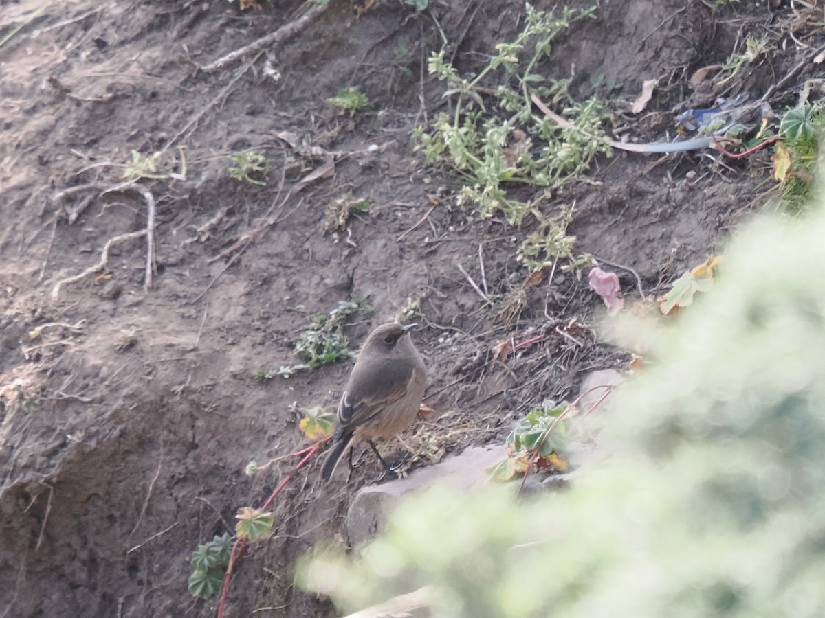 Almenschmätzer (sordida) - ML647303783