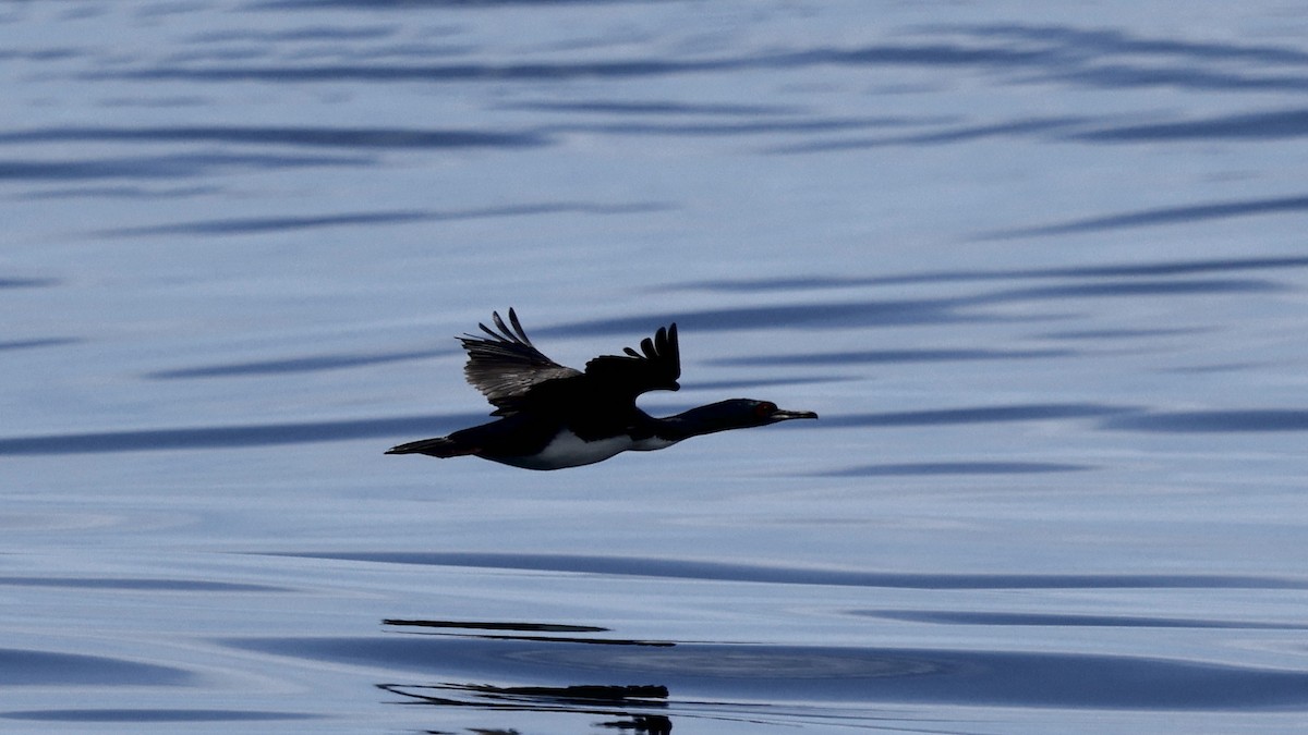 Guanoscharbe - ML647303784