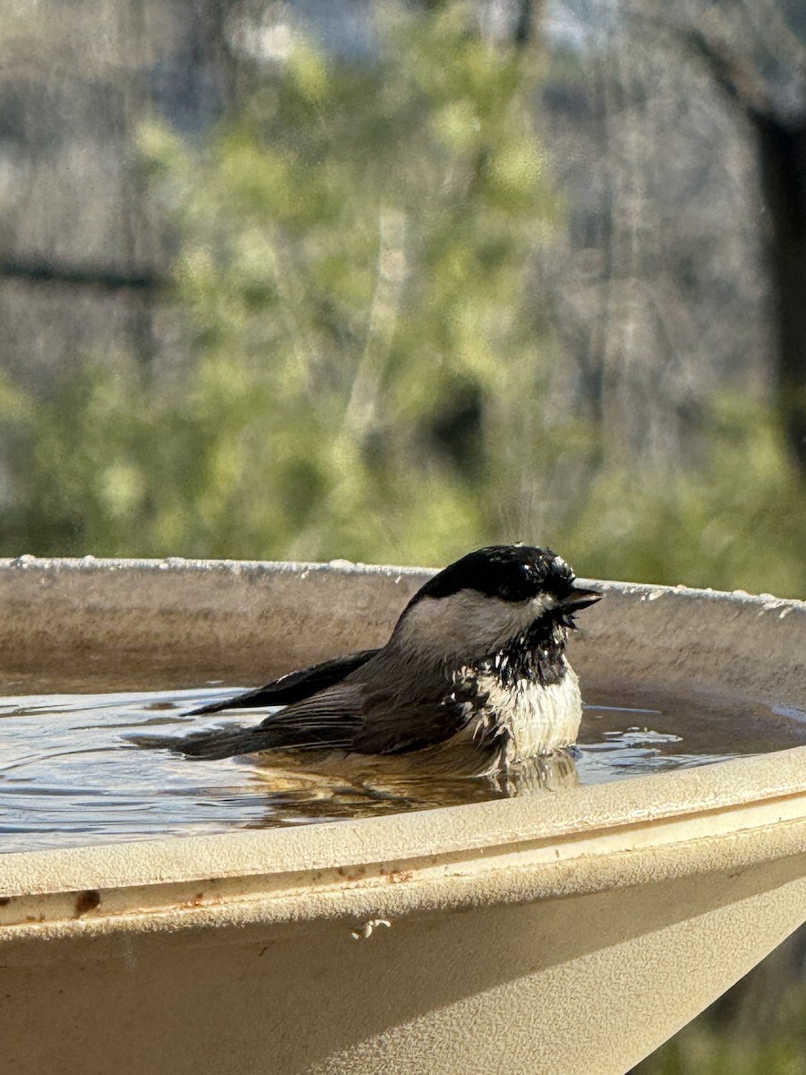 Carolinameise - ML647303785