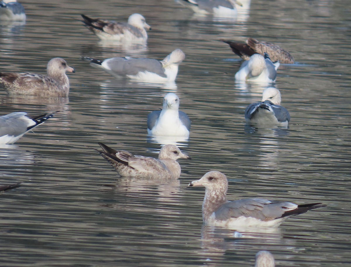 Kurzschnabel-Sturmmöwe - ML647303786