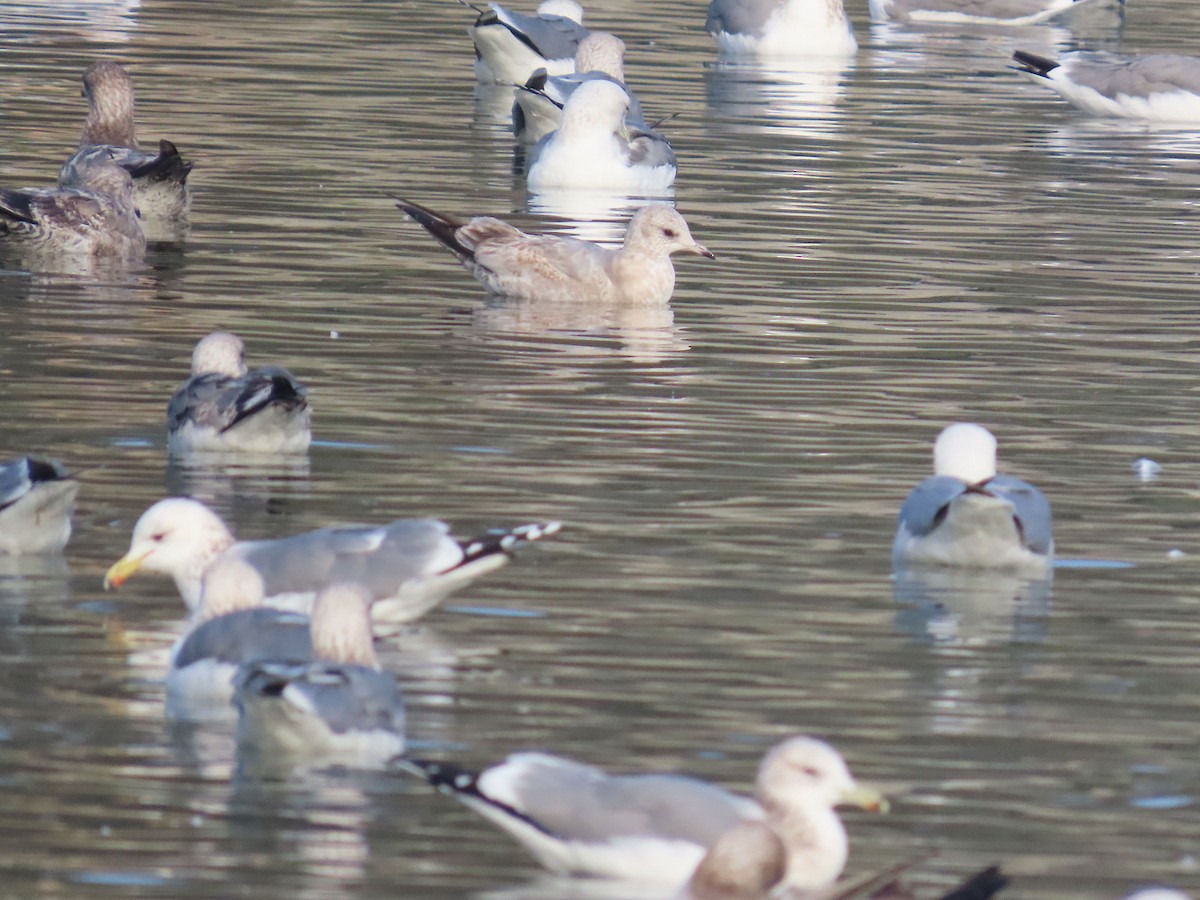 Kurzschnabel-Sturmmöwe - ML647303787