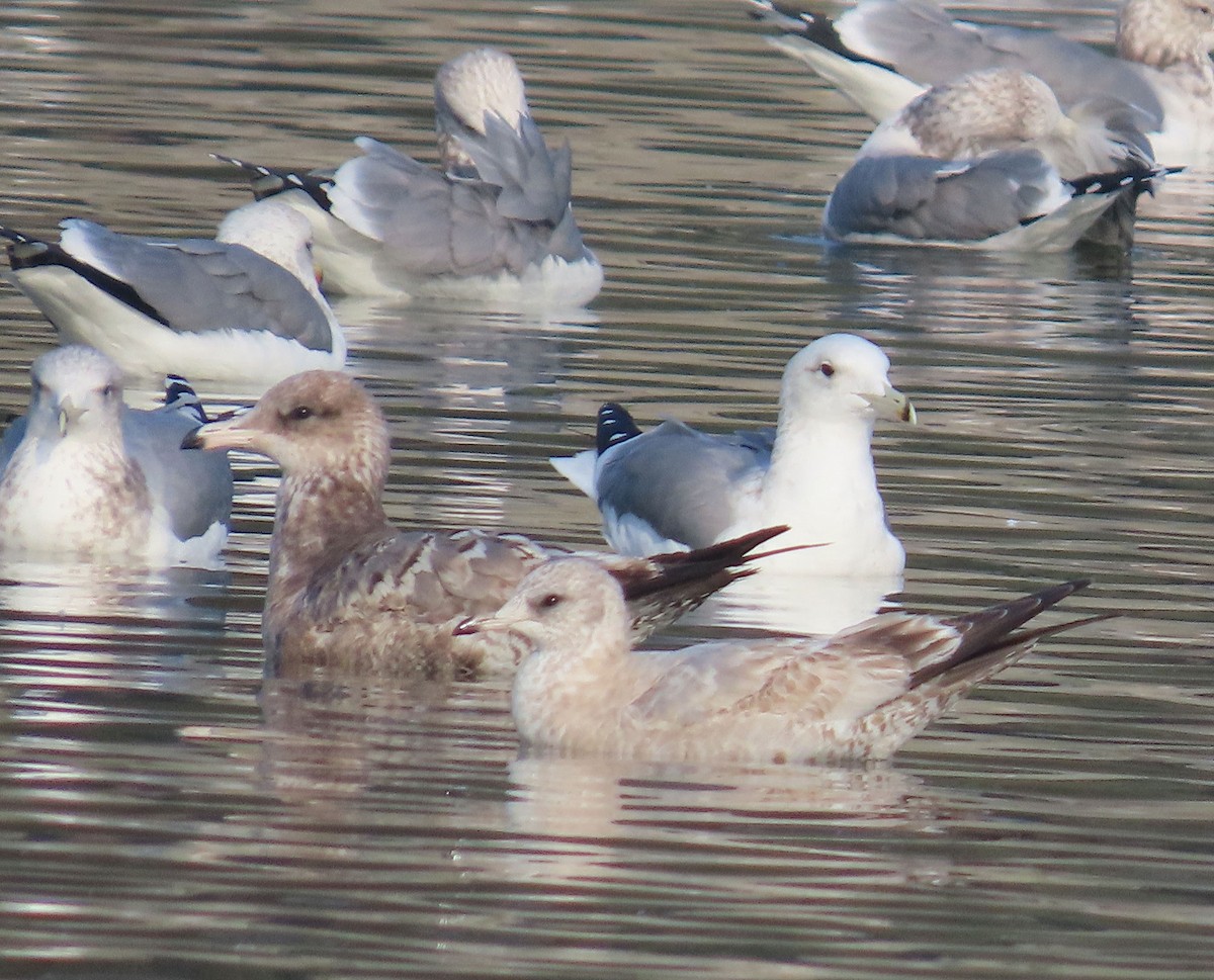 Kurzschnabel-Sturmmöwe - ML647303788