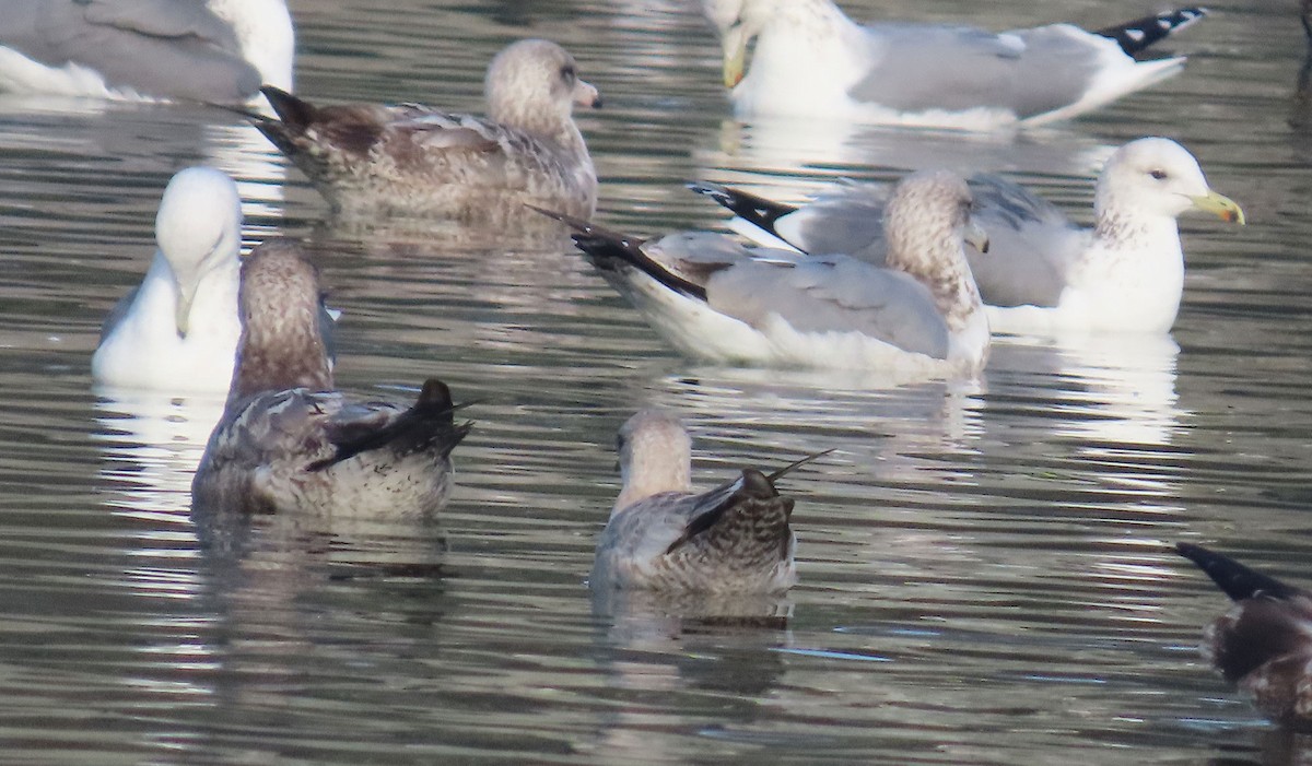 Kurzschnabel-Sturmmöwe - ML647303789