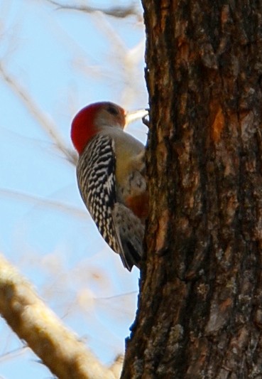 Carolinaspecht - ML647303790