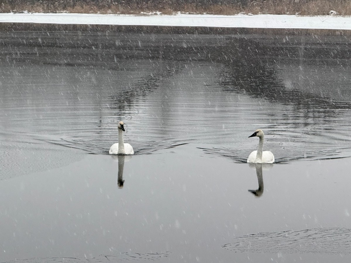 Trompeterschwan - ML647303791