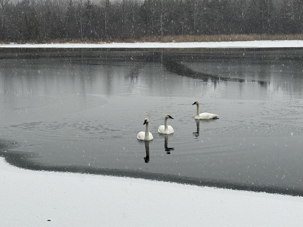 Trompeterschwan - ML647303792