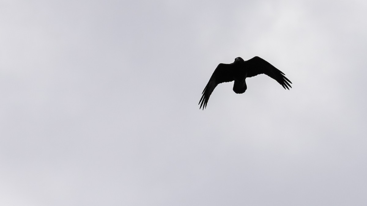 Kolkrabe - ML647303793