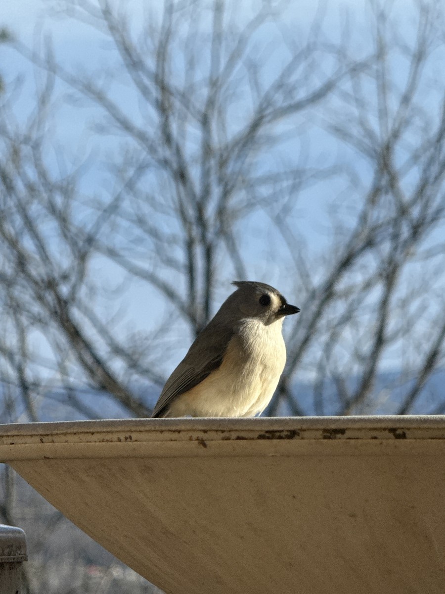 Tufted Titmouse - ML647303805