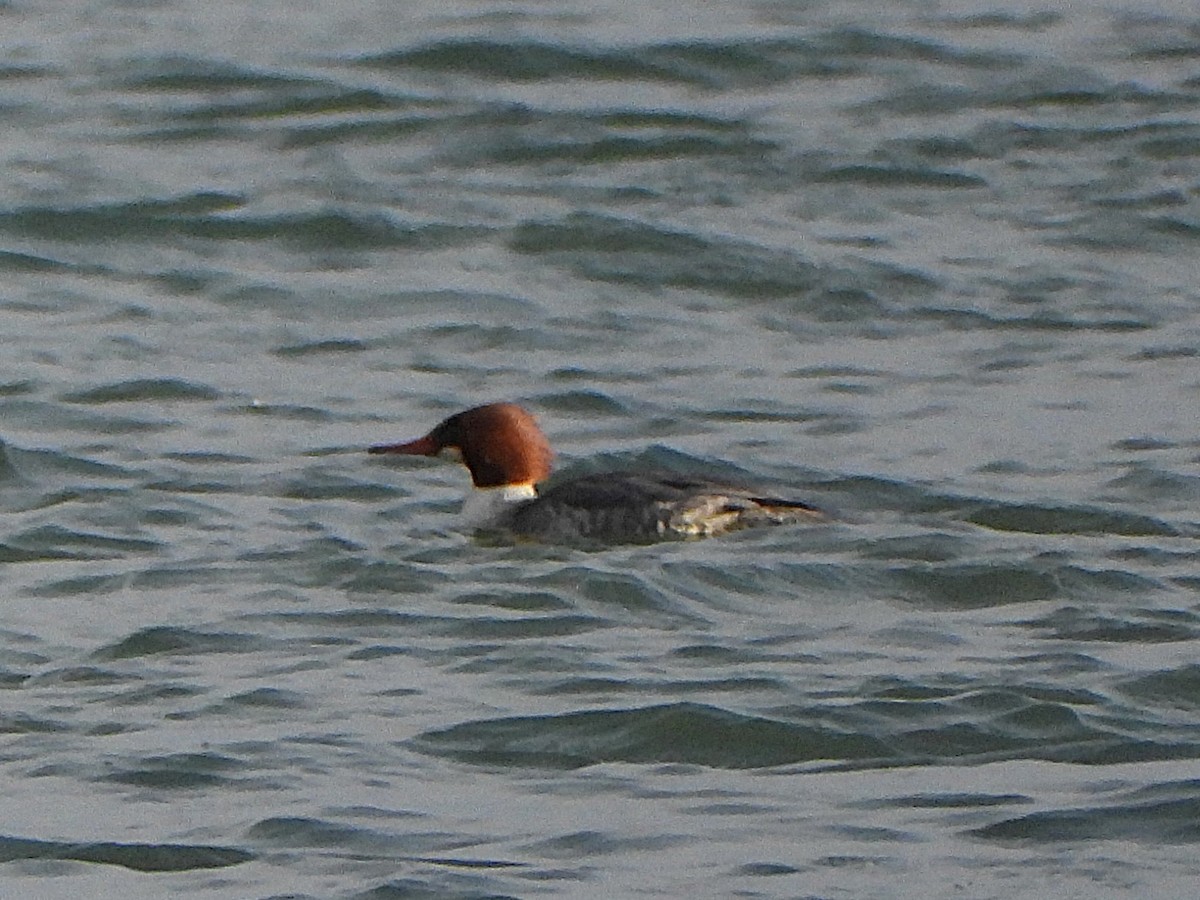 Smergo maggiore - ML647303828