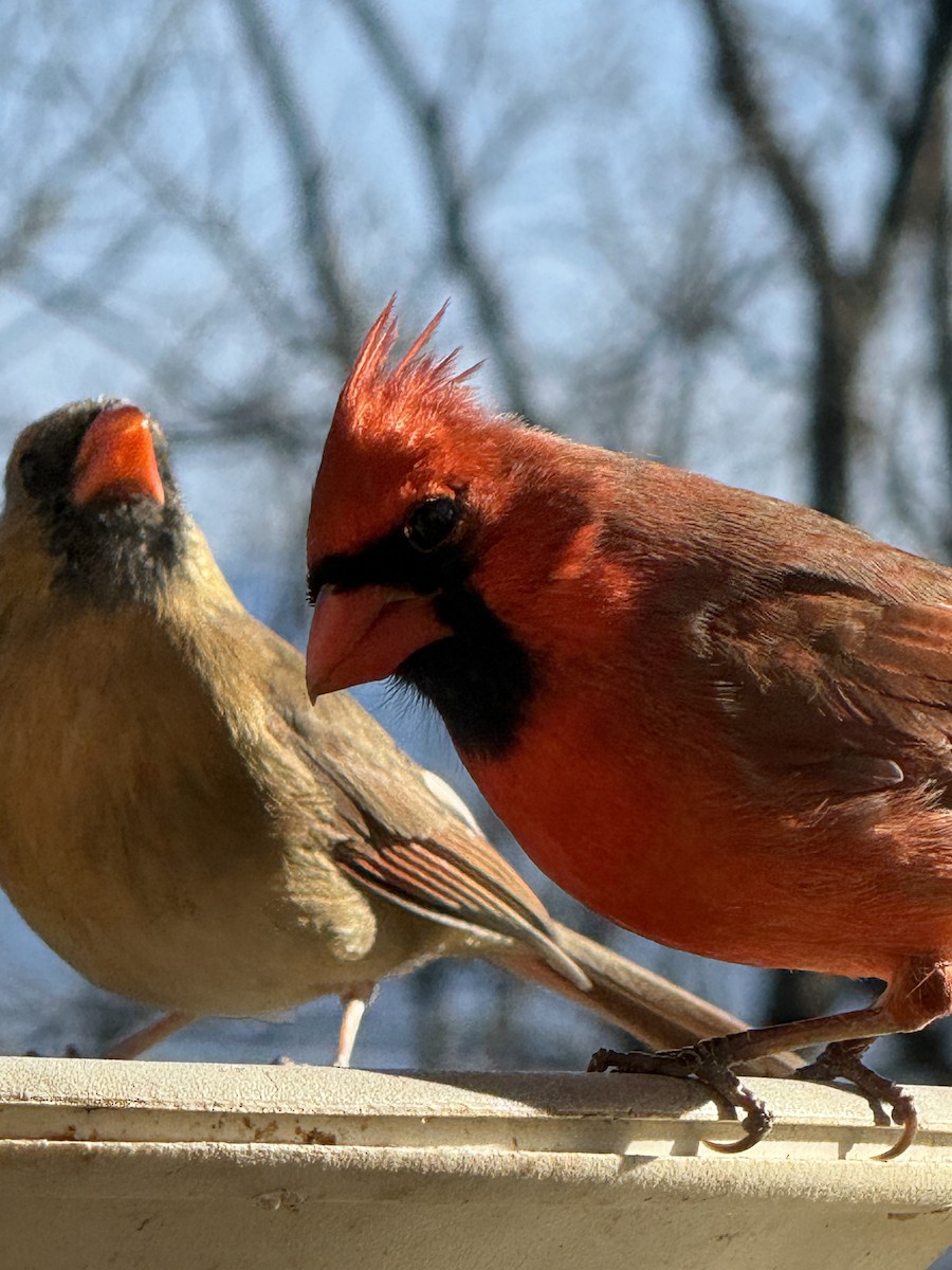קרדינל צפוני - ML647303835