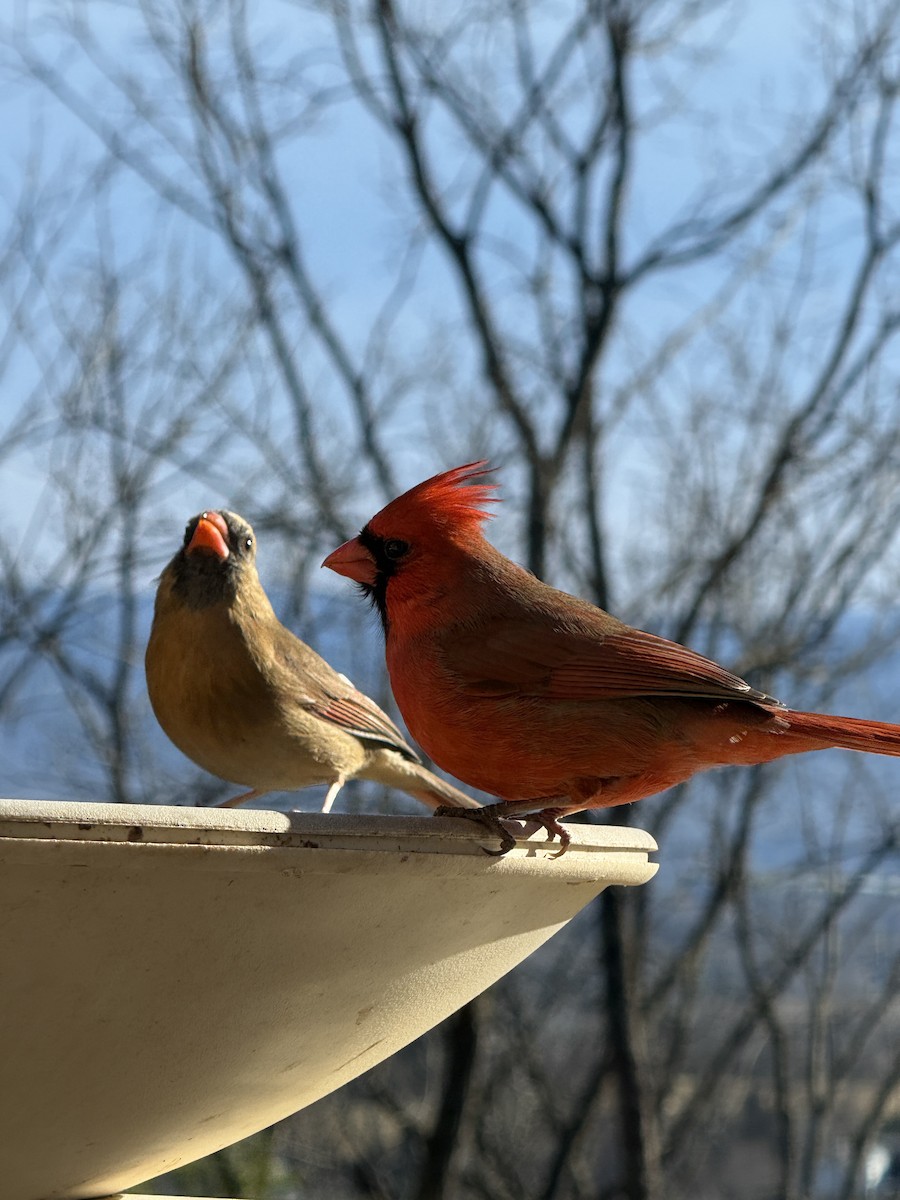 קרדינל צפוני - ML647303836