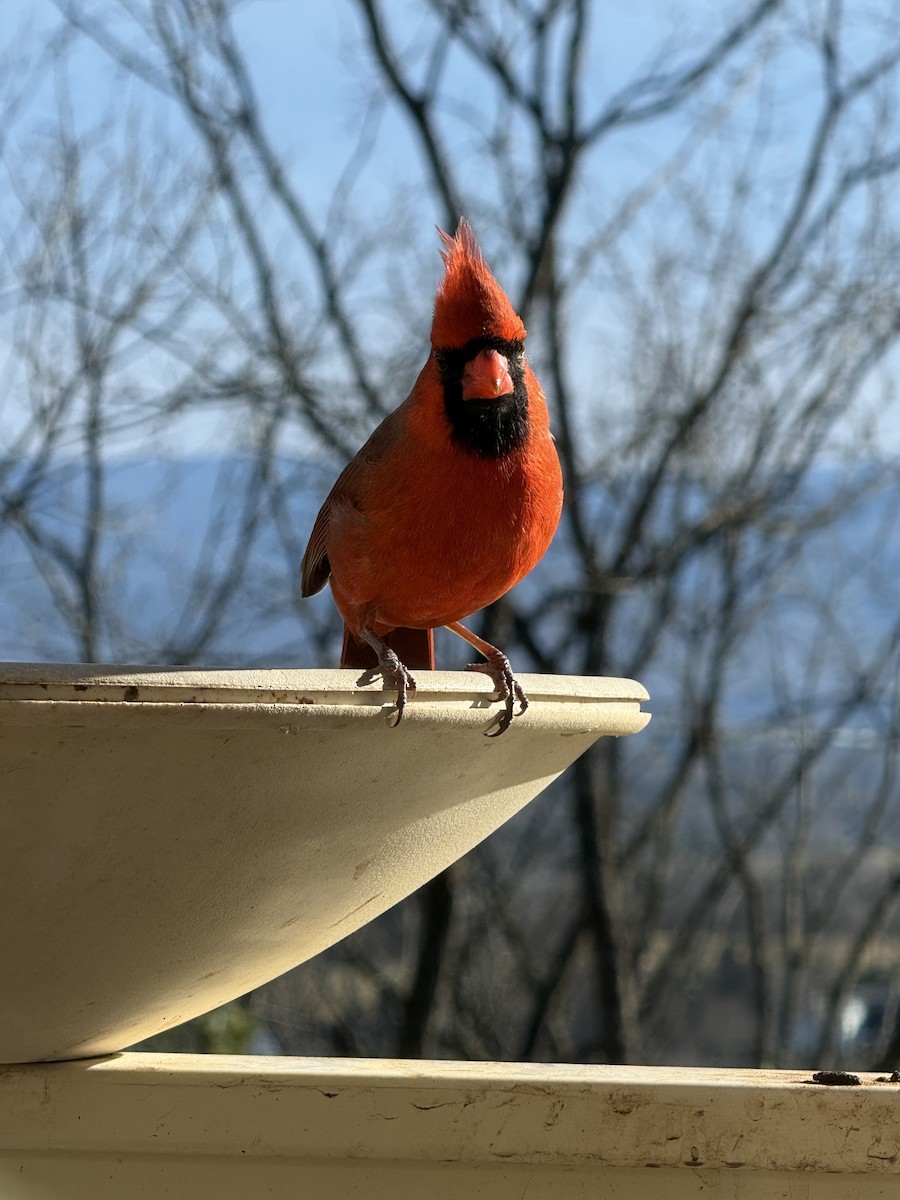 קרדינל צפוני - ML647303837