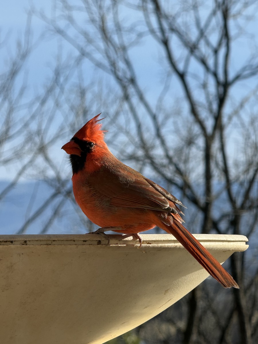 קרדינל צפוני - ML647303838