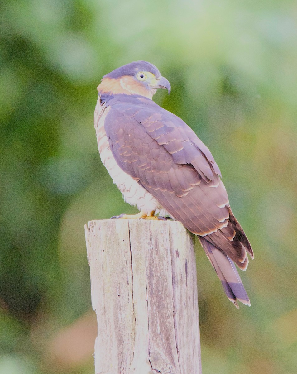 Hook-billed Kite - ML647303842