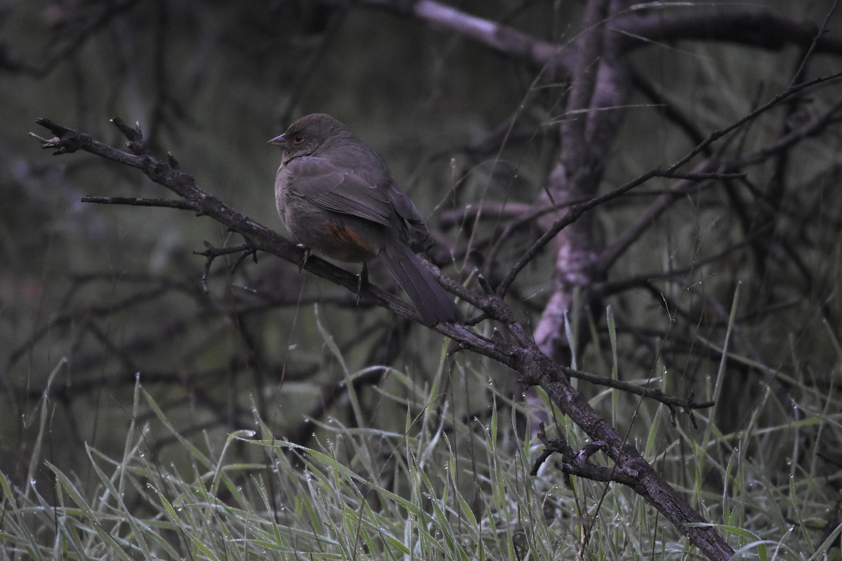 California Towhee - ML647303853