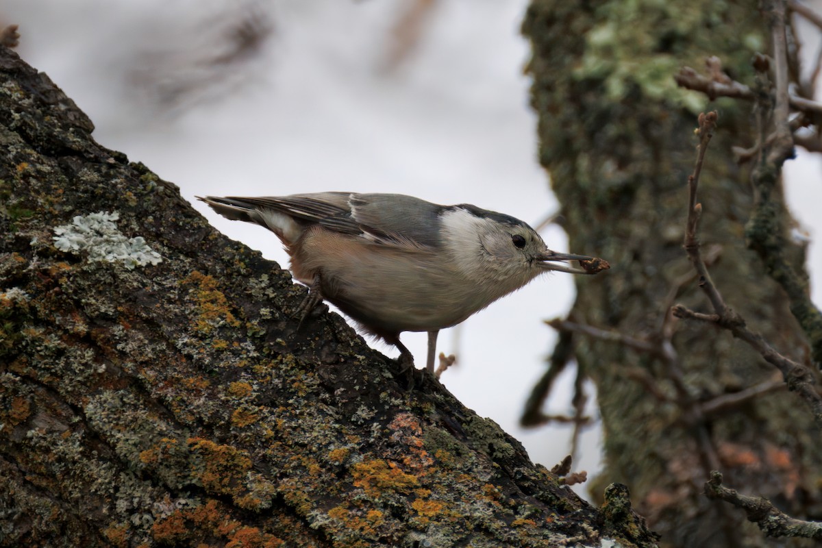 White-breasted Nuthatch - ML647303857