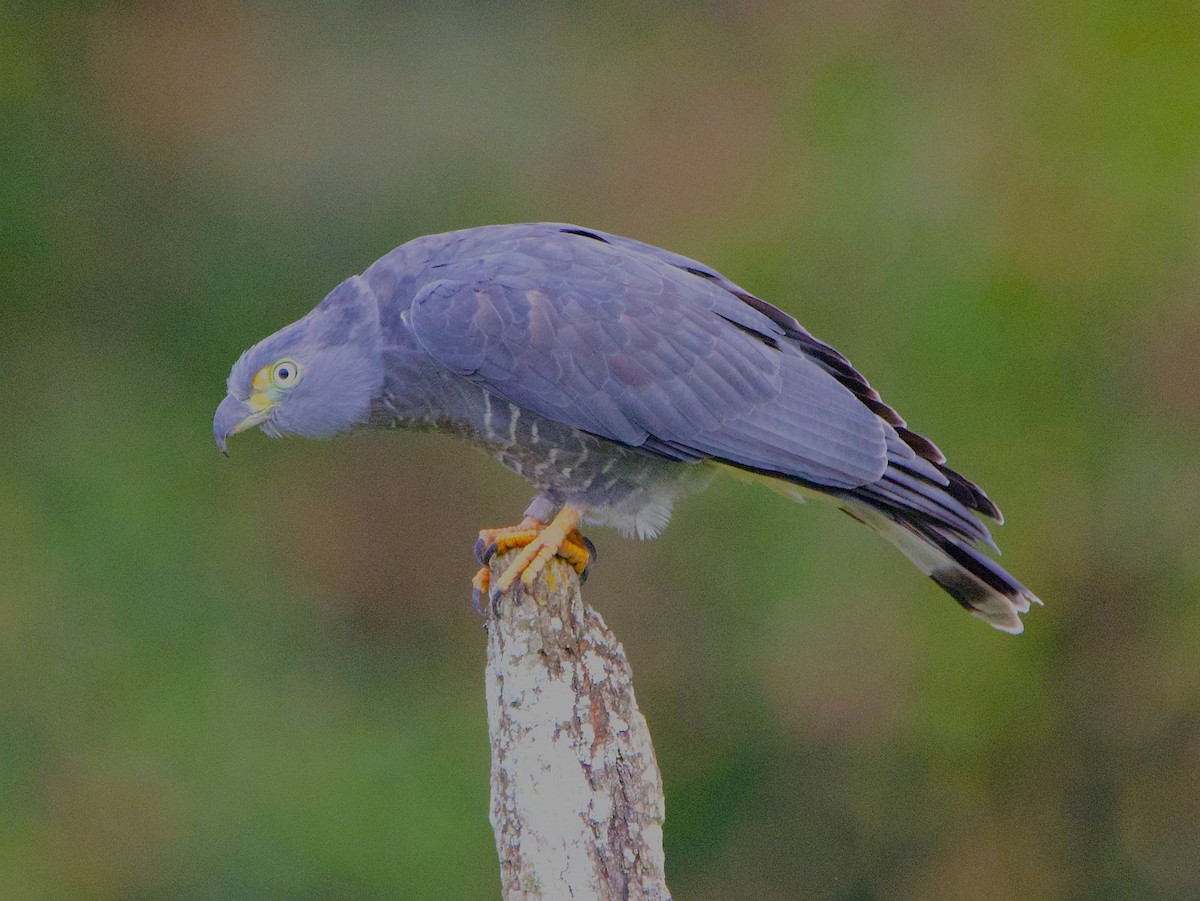 Hook-billed Kite - ML647303858