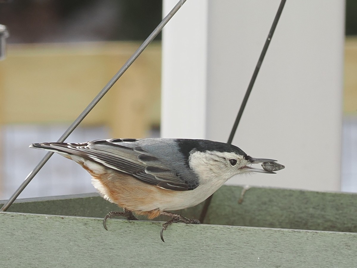 White-breasted Nuthatch - ML647303867
