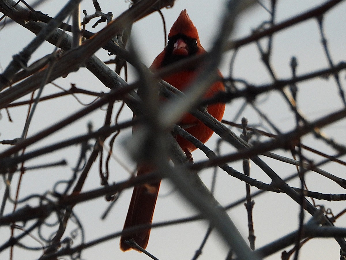 Northern Cardinal - ML647303874