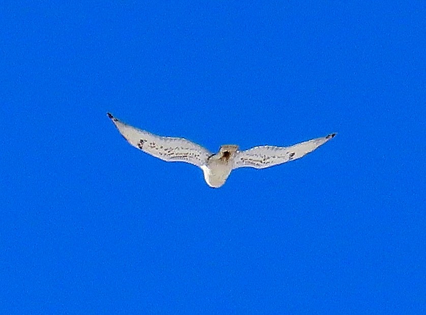 káně královská - ML647303875