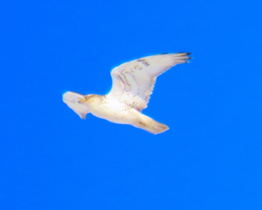 káně královská - ML647303876