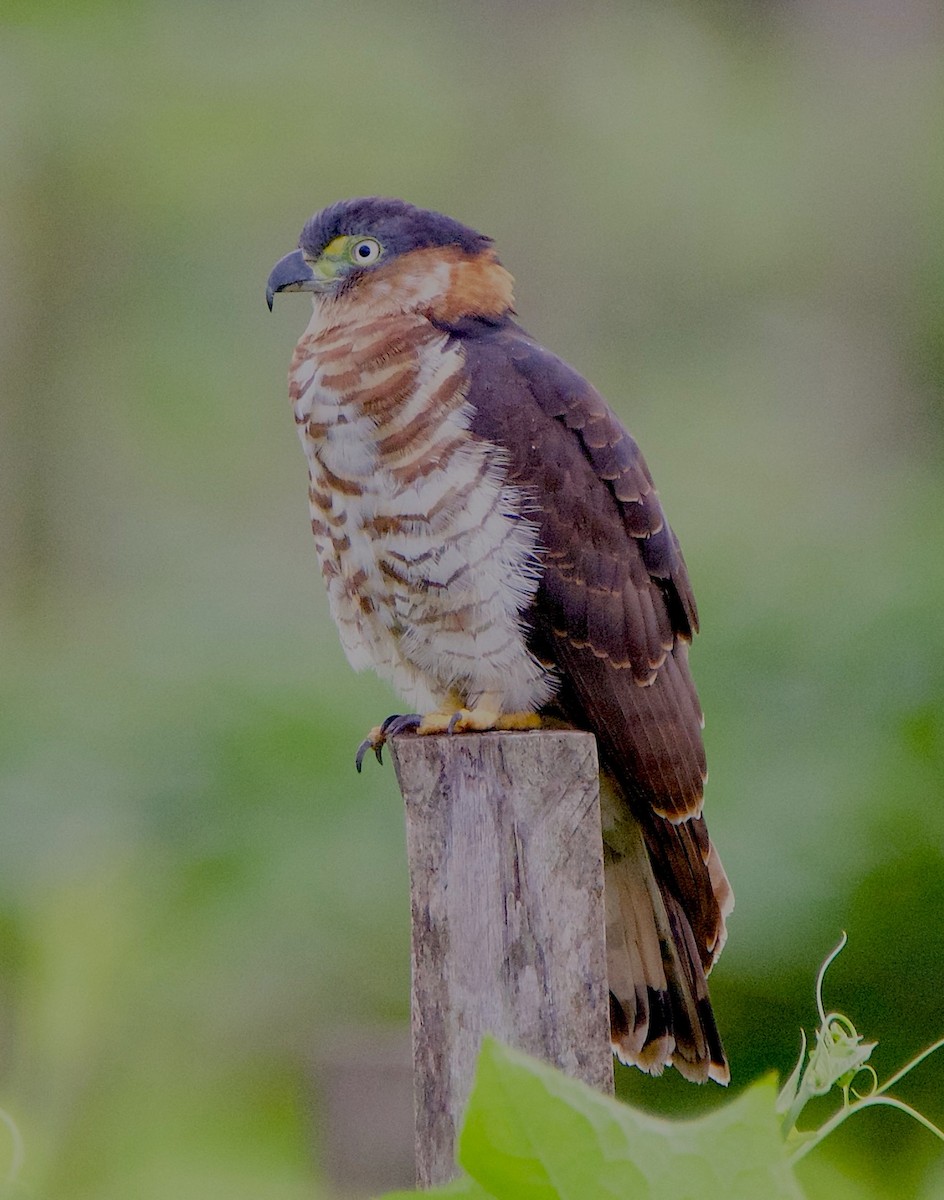 Hook-billed Kite - ML647303888