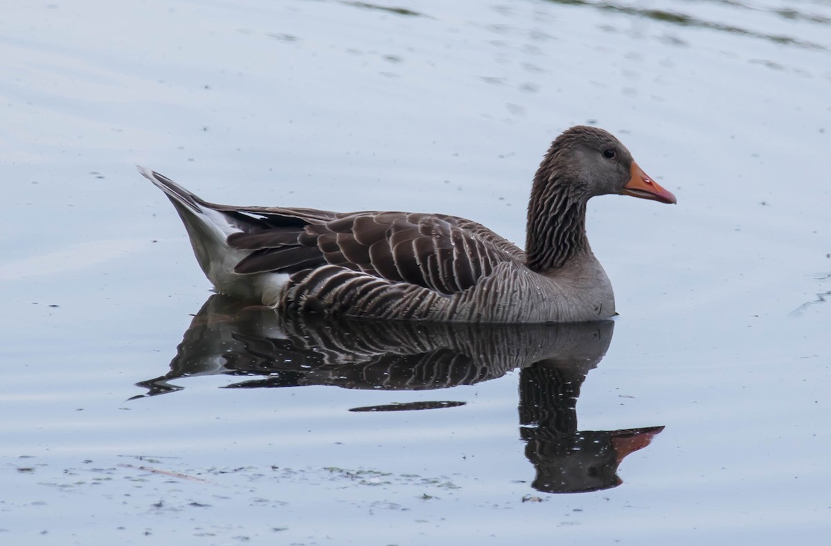 Graylag Goose - ML647303895