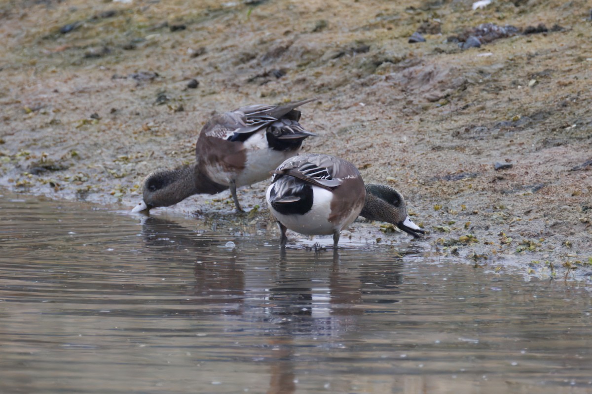 American Wigeon - ML647303896