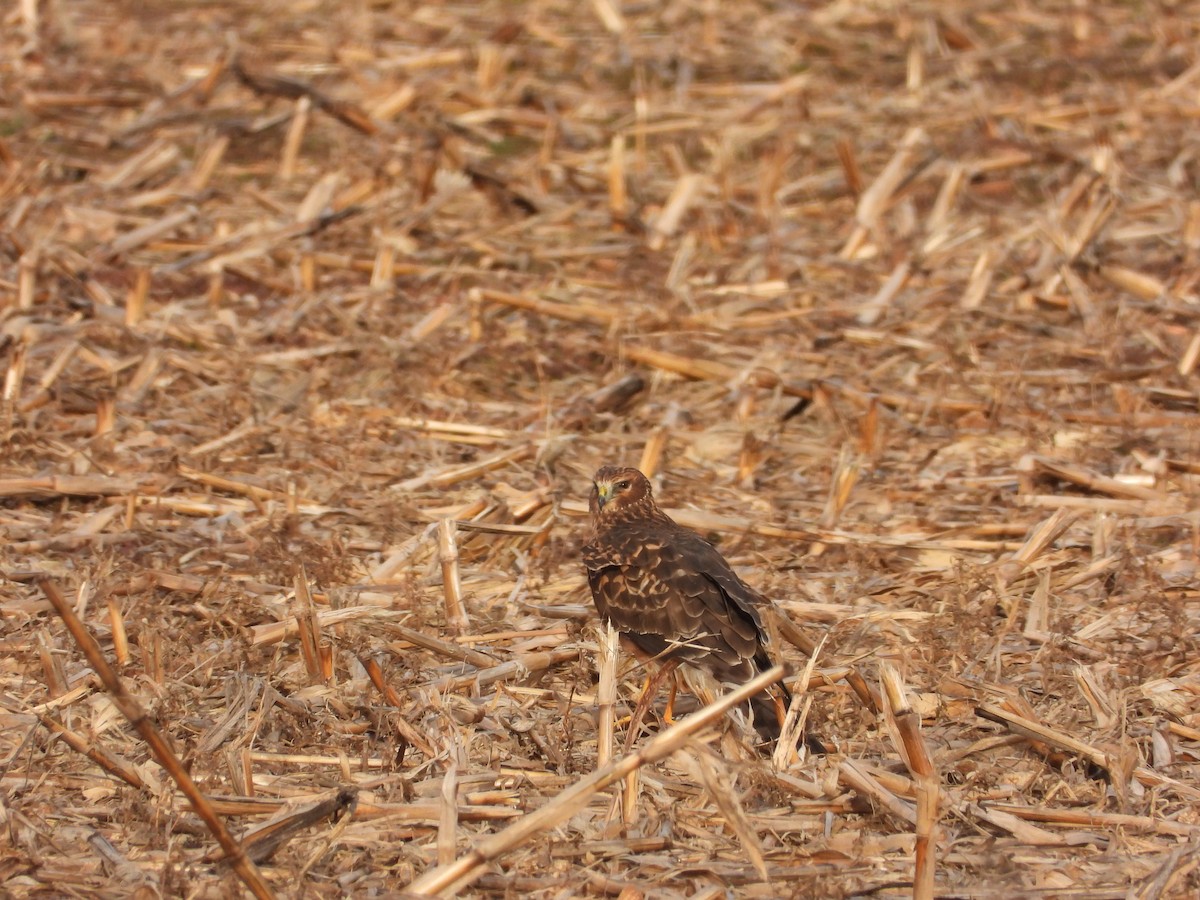 Northern Harrier - ML647303900