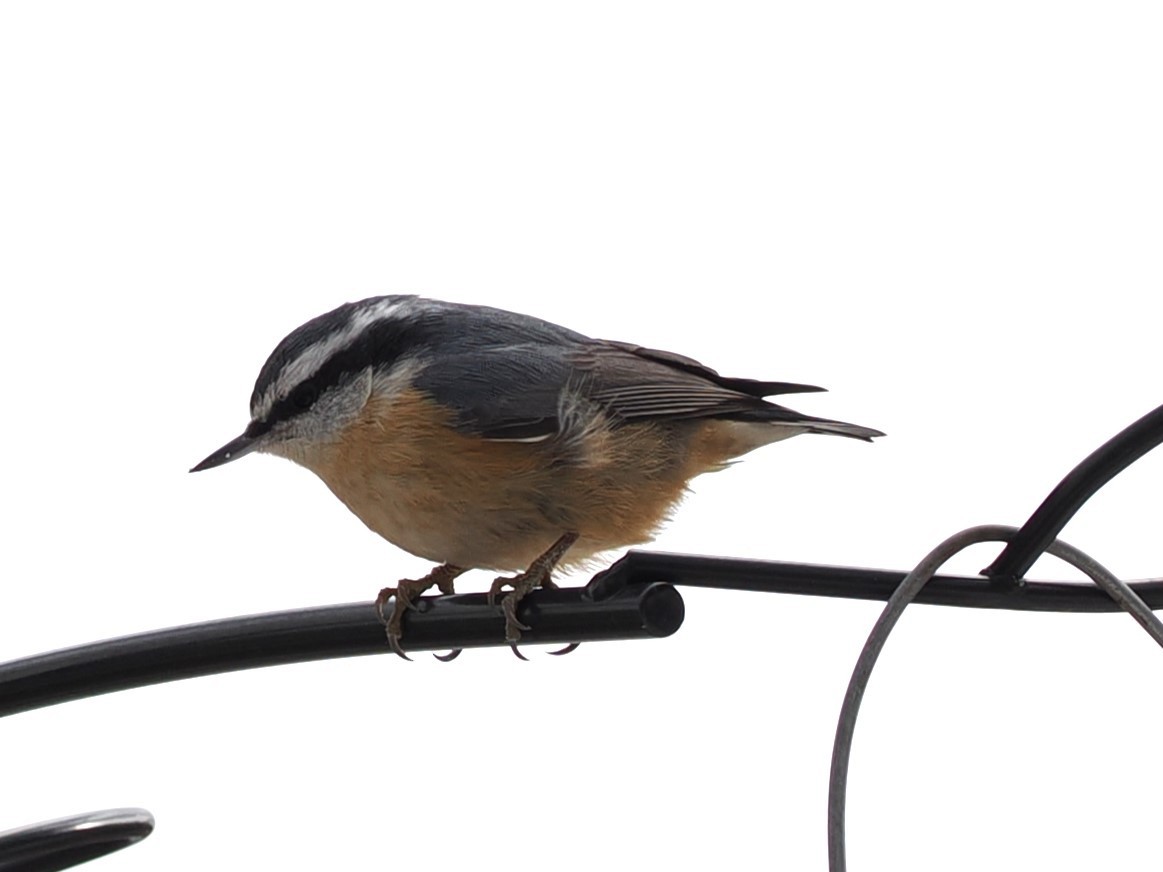 Red-breasted Nuthatch - ML647303907