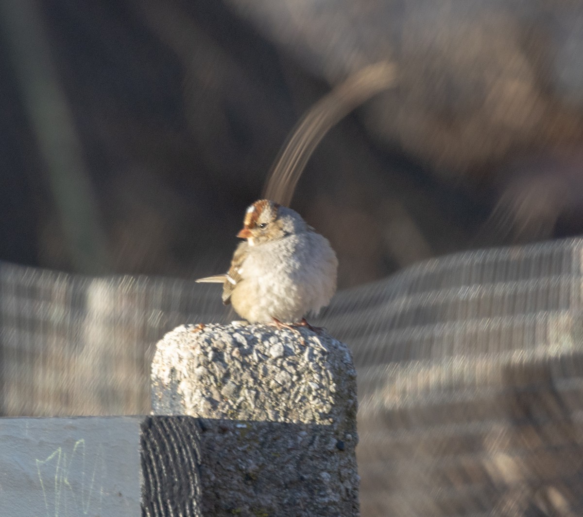 White-crowned Sparrow - ML647303910