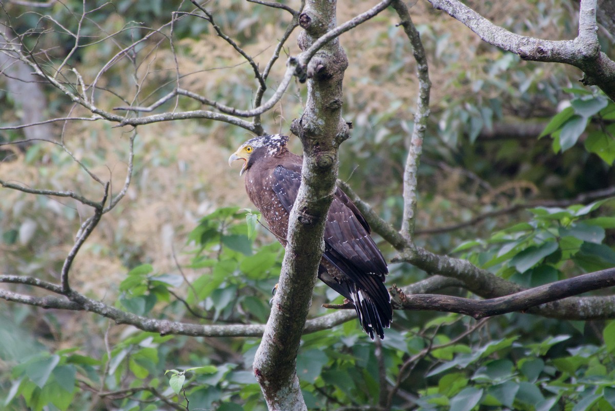 Culebrera Chiíla - ML647303912