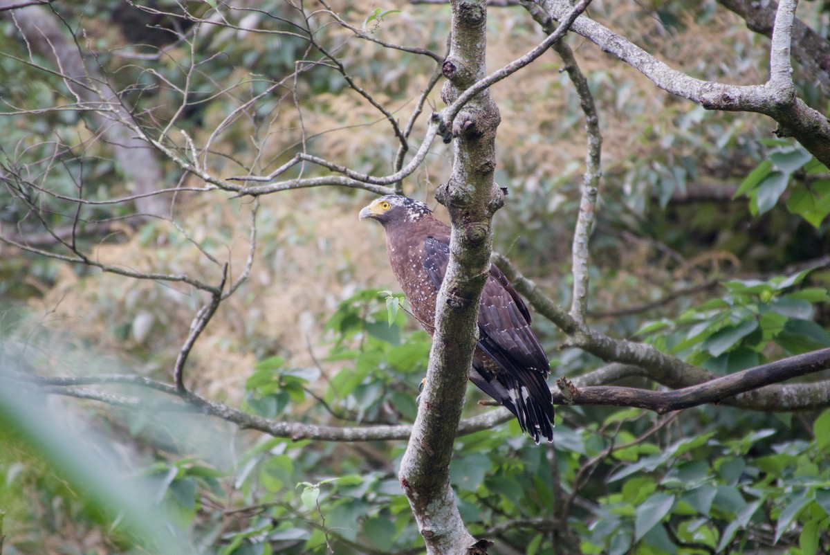 Culebrera Chiíla - ML647303913