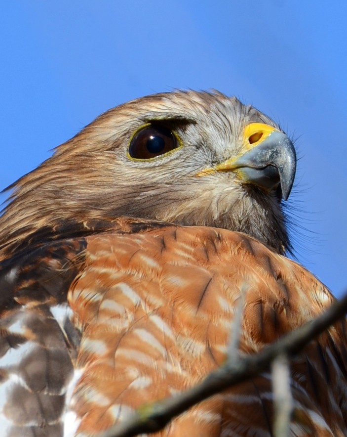 Buse à épaulettes - ML647303918