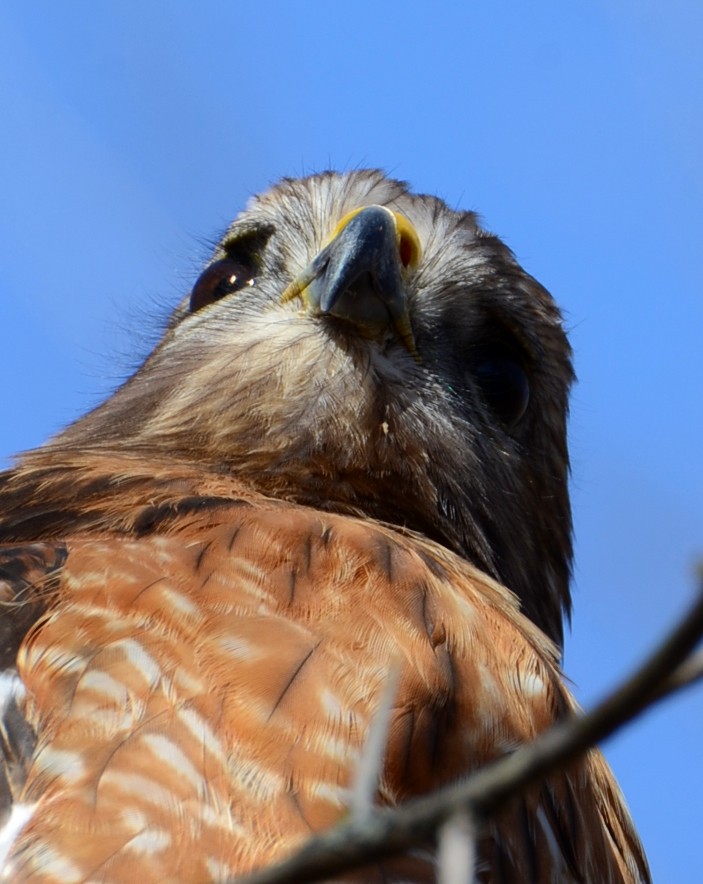 Buse à épaulettes - ML647303919