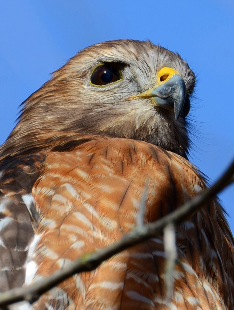 Buse à épaulettes - ML647303920