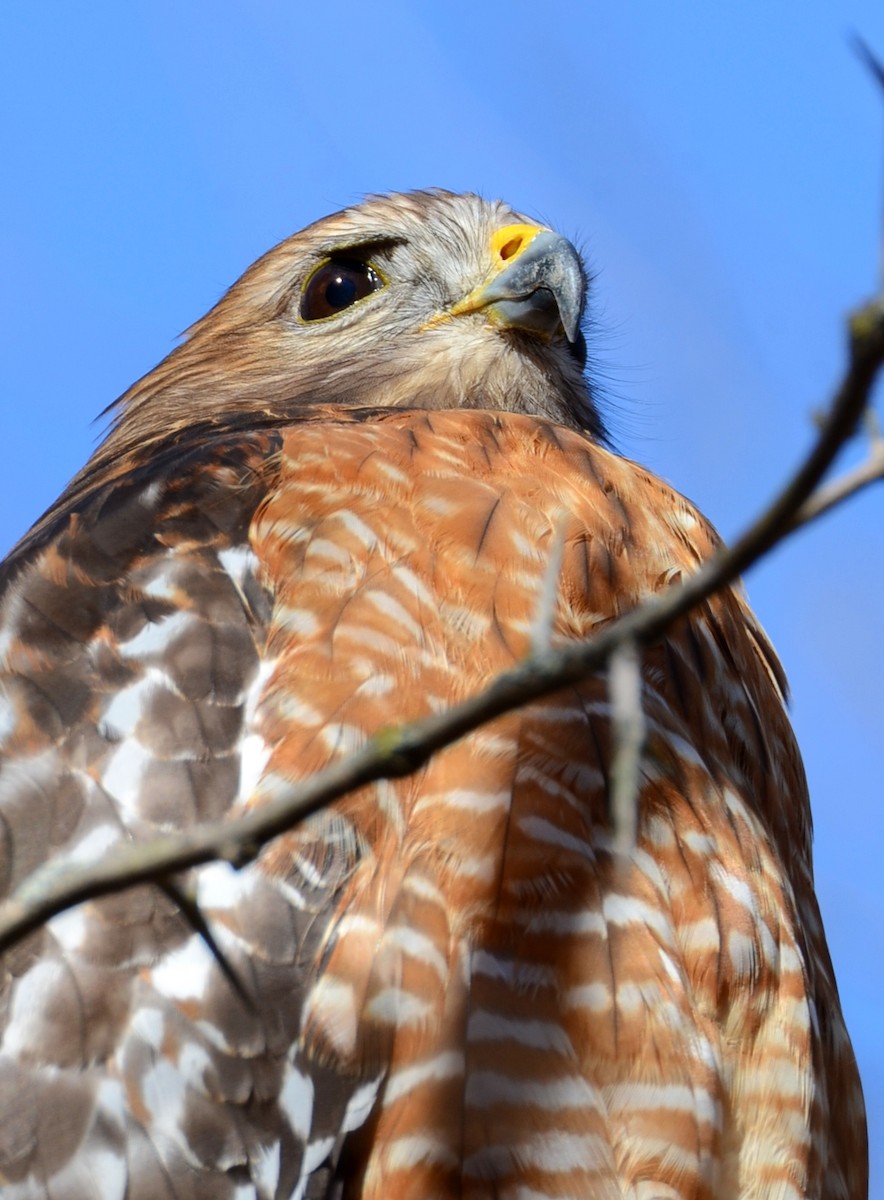 Buse à épaulettes - ML647303922