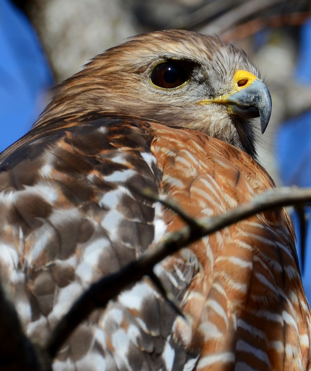 Buse à épaulettes - ML647303923